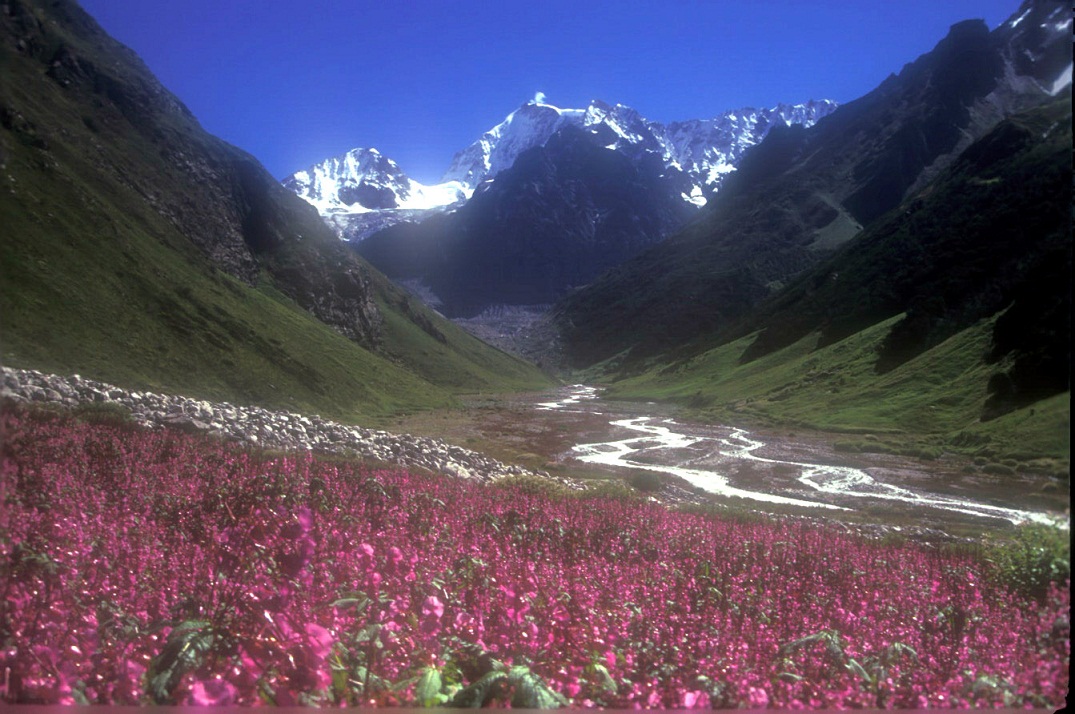 Pink wildflowers in full bloom at Valley of Flowers National Park with snow peaks behind, Chamoli, Uttarakhand